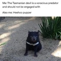 Look at the pupper