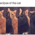 pussy eclipse