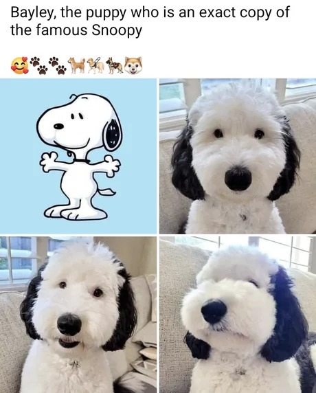 Snoopy is real! - meme