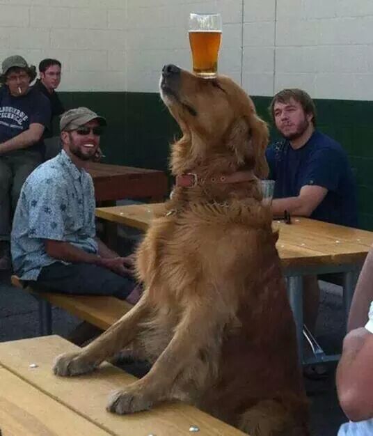 hold my beer dog - meme