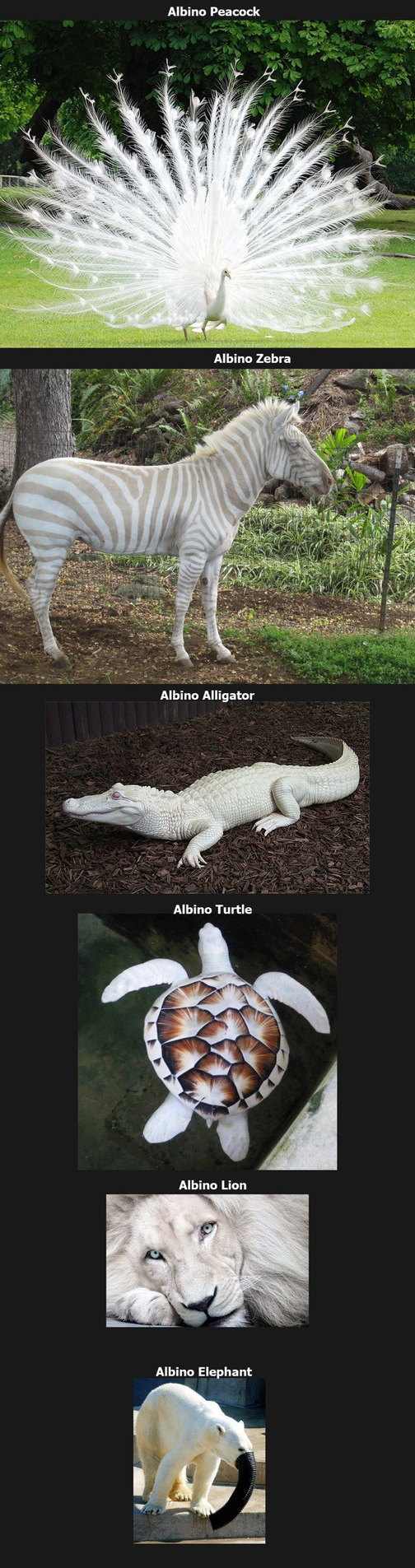 Albine animals - meme