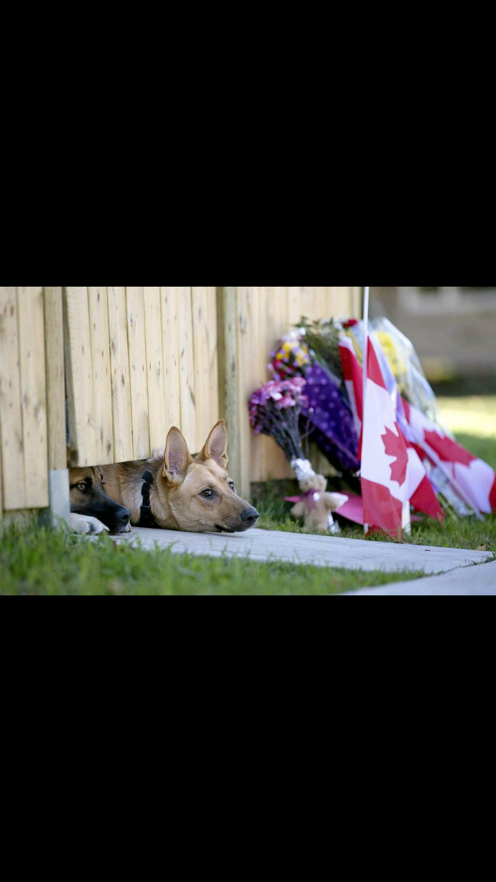 Murdered Canadian Soldier's dogs awaiting his arrival - meme