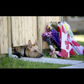 Murdered Canadian Soldier's dogs awaiting his arrival