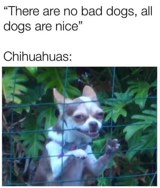 Word around the streets say that a few chihuahuas can kill you - meme