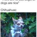 Word around the streets say that a few chihuahuas can kill you