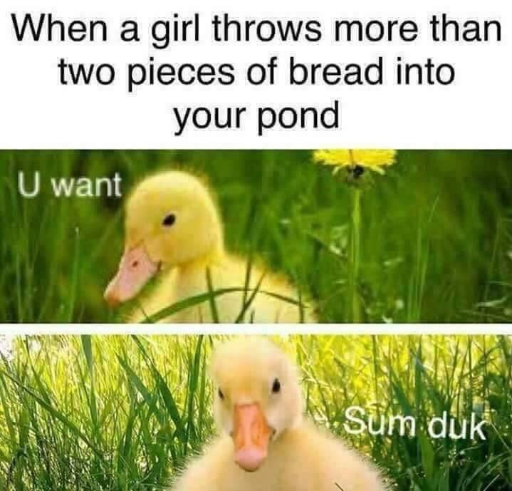 Duckpowah - meme