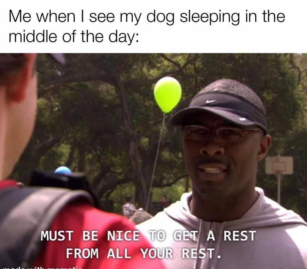 Pretty much sums up my dog - meme
