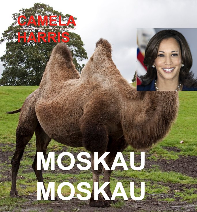 Camel-a harris - meme