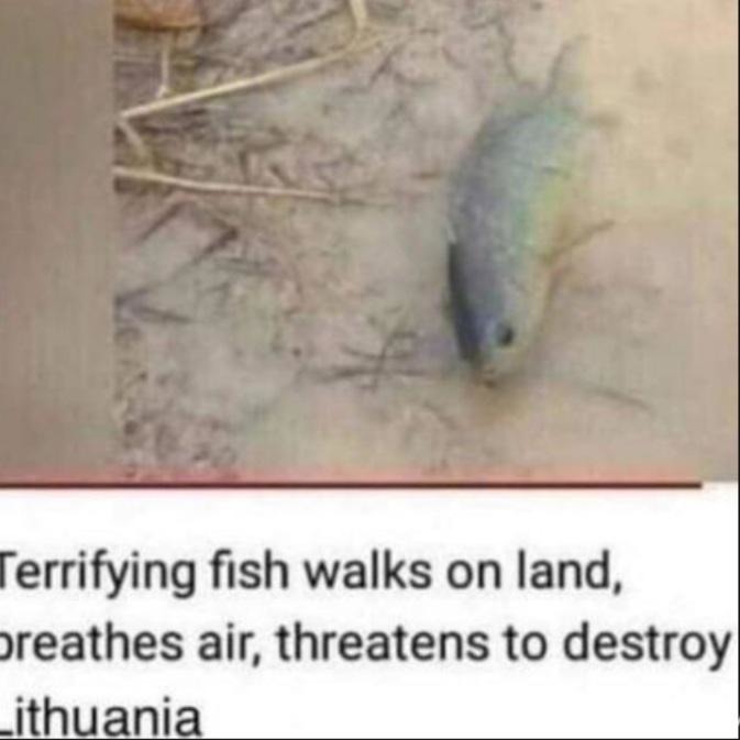 posible malardo. Dice "aterrador pez camina en tierra, respira aire y amenaza con destrir lithuania" - meme