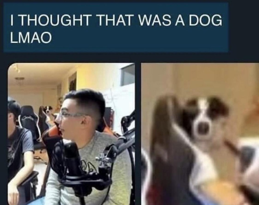 Smexy dog - meme