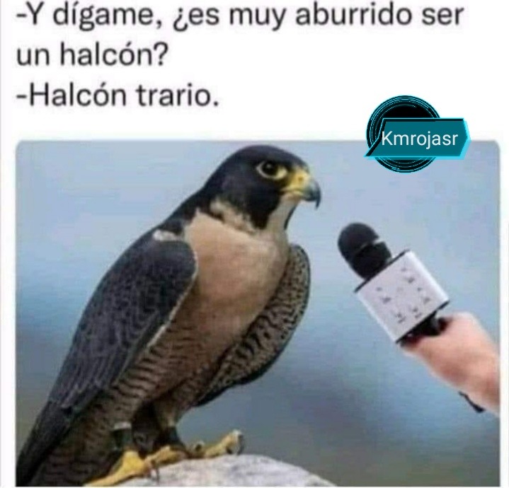 XDDDD - meme