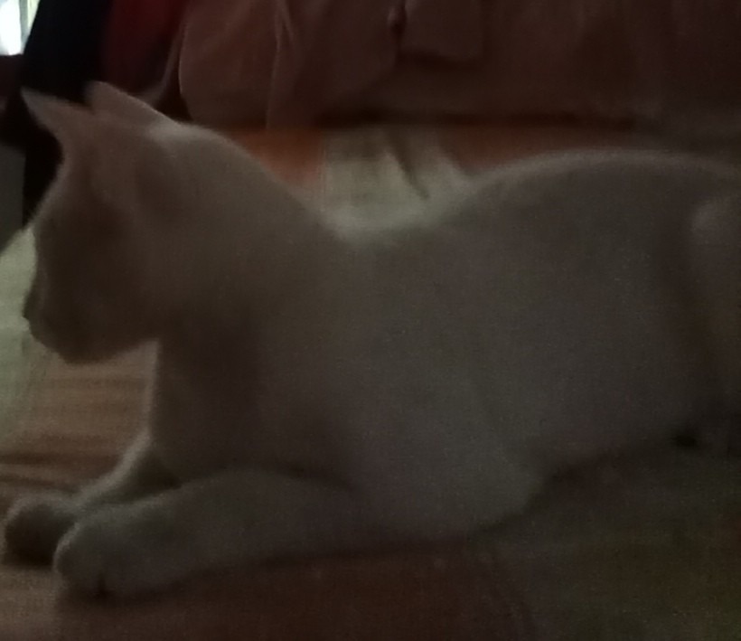 Gato reveal - meme