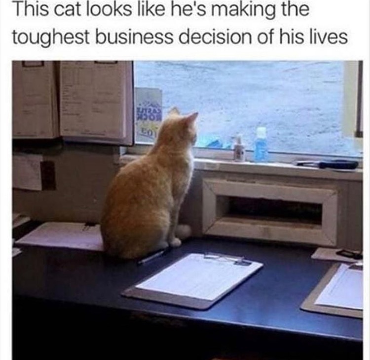 all of his 9 lives - meme