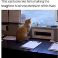 all of his 9 lives