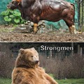 Bodybuilders vs strongmen