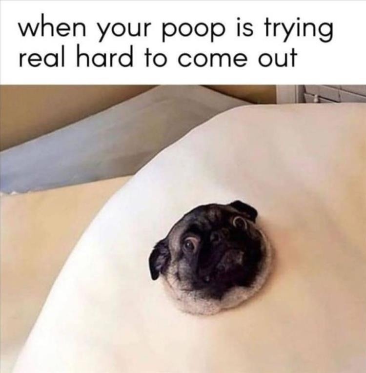 Dog - meme