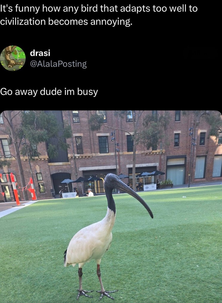 city birds once they realize humans won't make them leave - meme