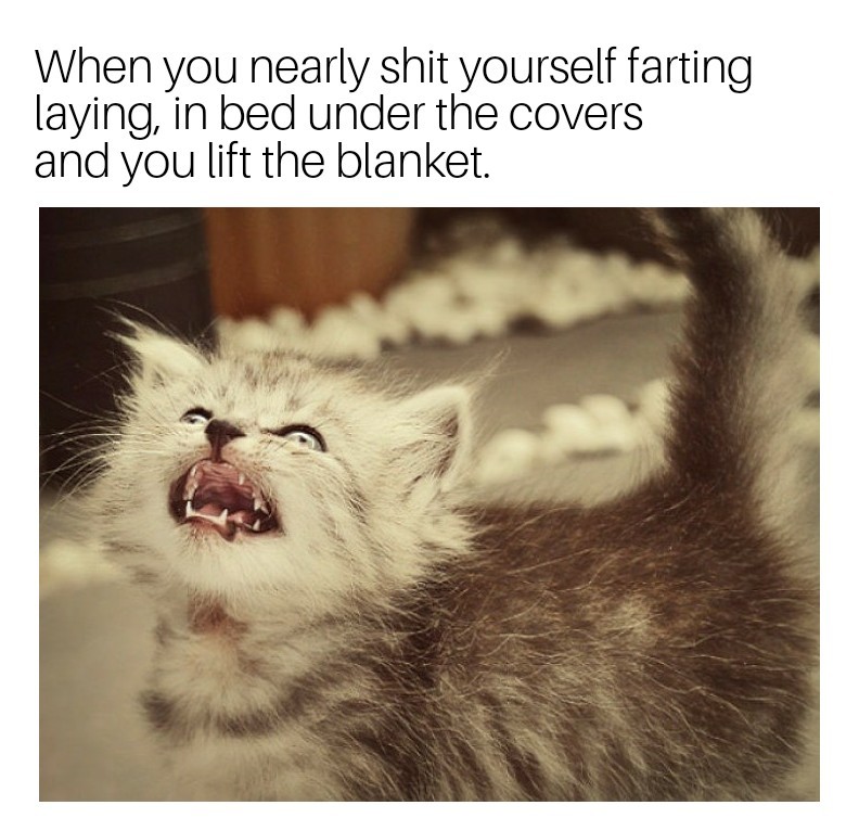 Stank kitty - meme