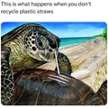 poor turtles