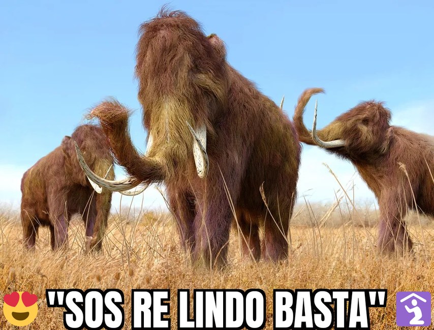 Sos re lindo basta - meme