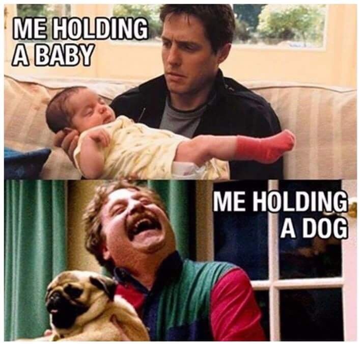 dogs vs babies - meme