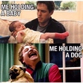 dogs vs babies