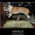 dog goals