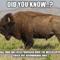 Buffalo are amazing creatures.