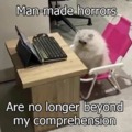 Just a funny cat at the computer