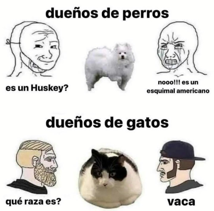 Top Memes De Gatos En Español Memedroid 7444