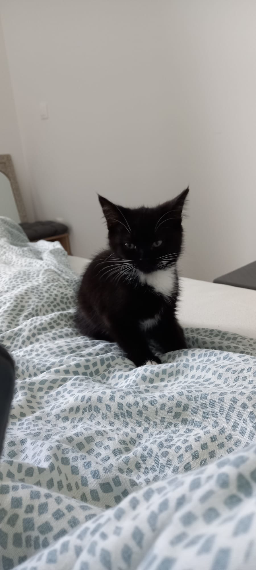 Angy kitty - meme