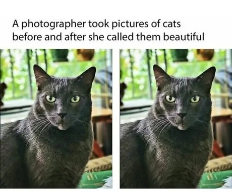 They don't care - meme