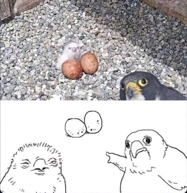 Birb - meme