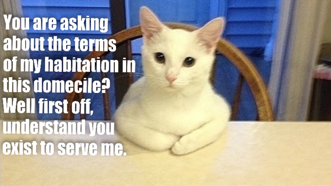 Cats have just a few terms and conditions for living with you. - meme