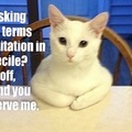 Cats have just a few terms and conditions for living with you.