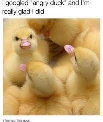 ducky - meme