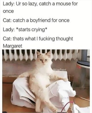 Never Cat Shame - meme