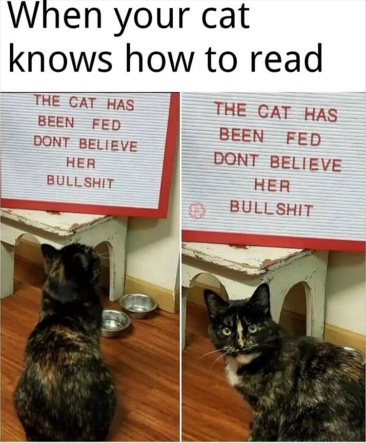 when your cat knows how to read - meme