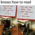 when your cat knows how to read