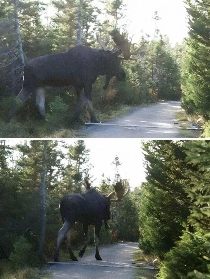 The plural of "moose" is "earthquake" - meme