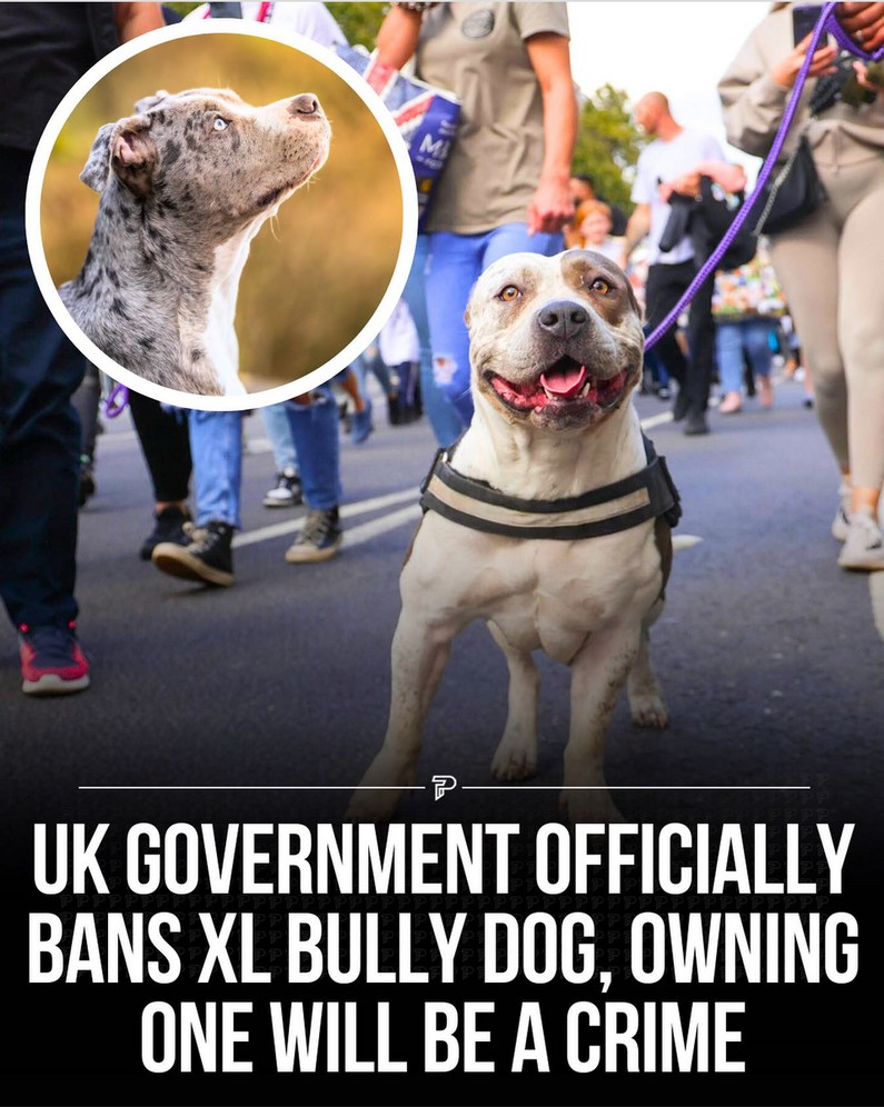 The UK government has announced that XL Bully dogs will be banned under the Dangerous Dog Act starting December 31 - meme