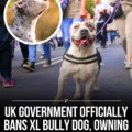 The UK government has announced that XL Bully dogs will be banned under the Dangerous Dog Act starting December 31