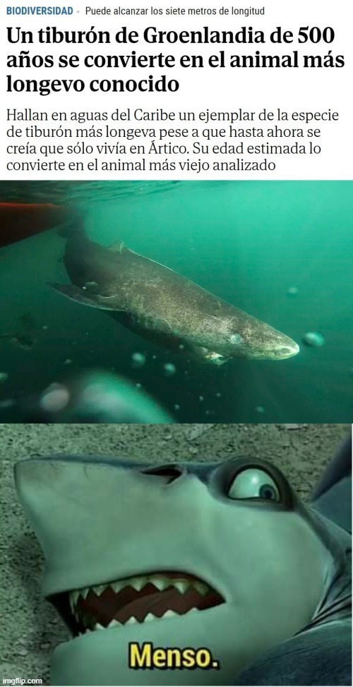 El tiburón más longevo del mundo - meme