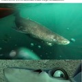 El tiburón más longevo del mundo