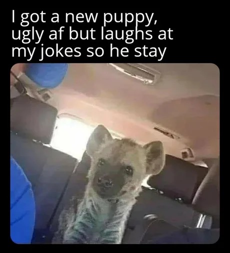 New puppy - meme