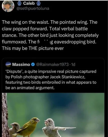 This bird argument has better body language than me - meme