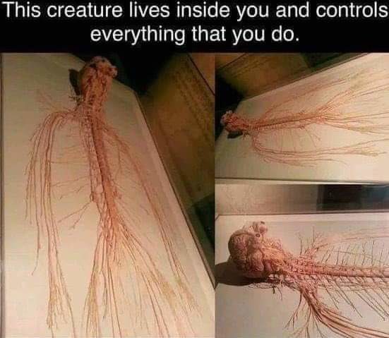 ﻿This creature lives inside you and controls everything that you do