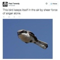 anger bird