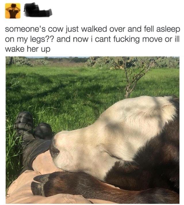 Someone's cow - meme