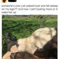 Someone's cow